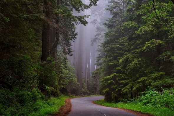 Redwood forest