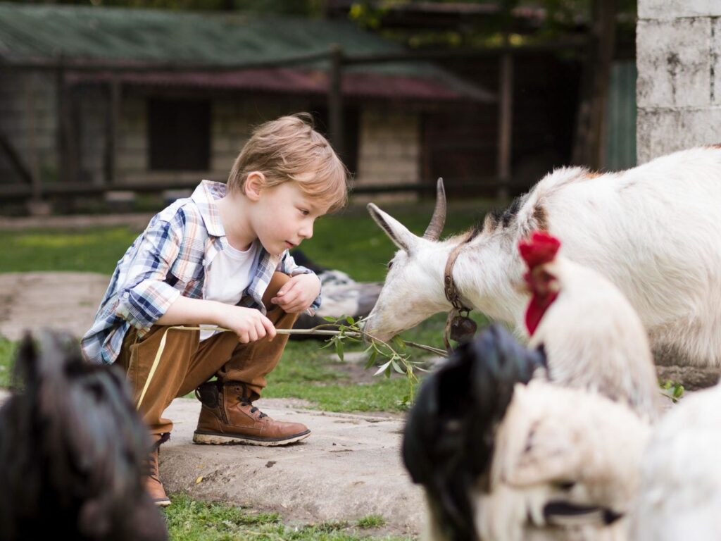 Boy feeding goats